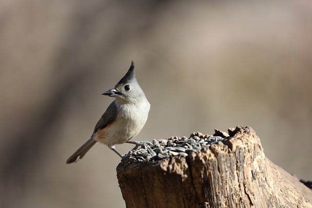 Birds feeding on sunflower seeds
