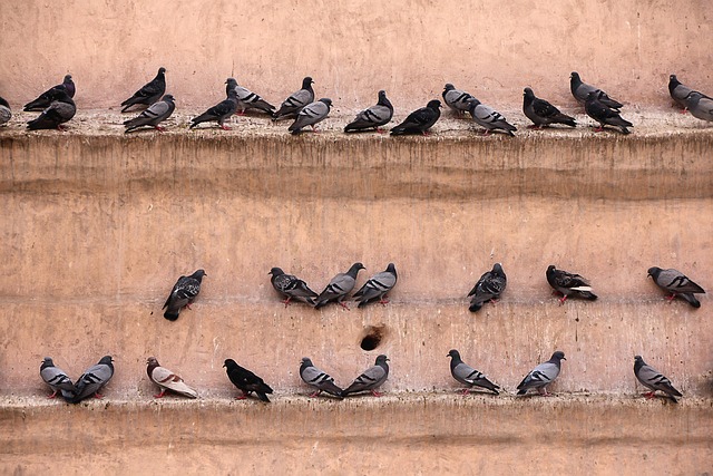 Birds gathered around peanut feeder