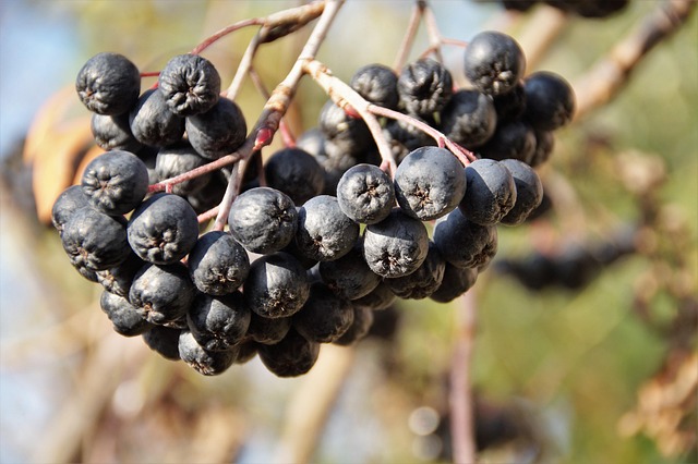 Birds pecking at ripe rowan berries