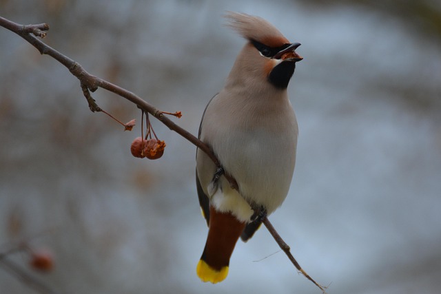 Birds pecking at ripe rowan berries