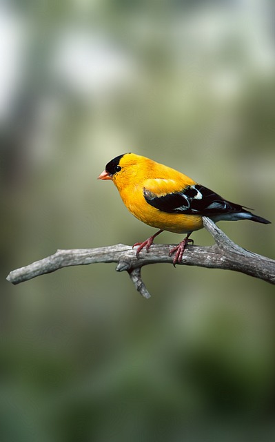 Birds perched on transparent window feeder