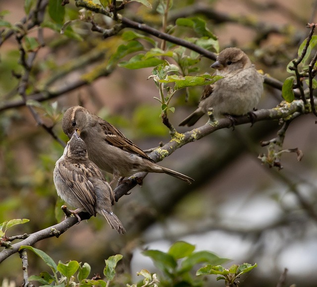 Birds perched on wooden feeding platform