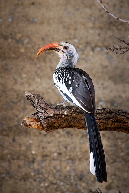 Birds perched on wooden feeding platform