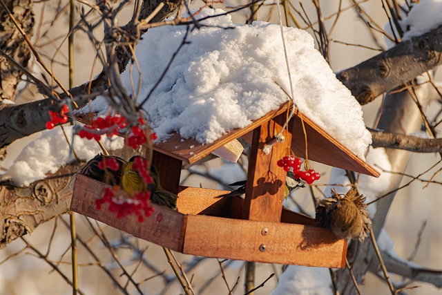 birds-sheltering-near-winter-feeder-640x480-4505284.jpeg