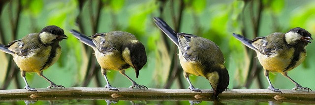 blackbird-drinking-from-vintage-pedestal-640x480-78250756.jpeg