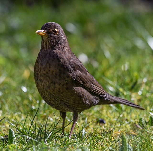 Suet & Seeds: Best Year-Round Bird Food in UK Gardens