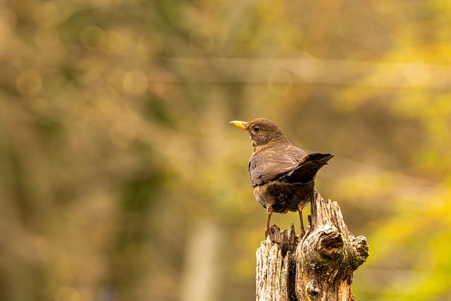 Blackbird near enclosed seed platform
