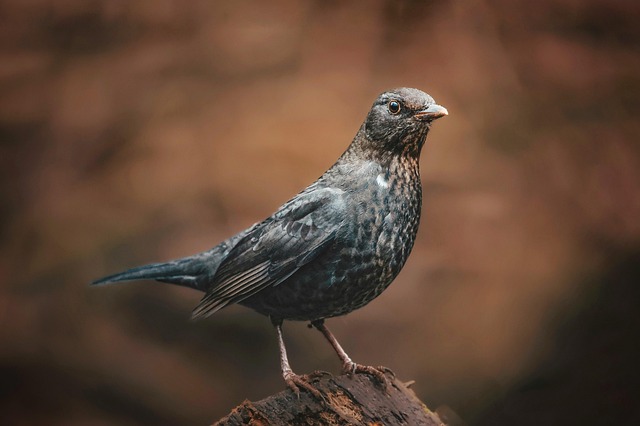 Blackbird pecking from mesh ground feeder