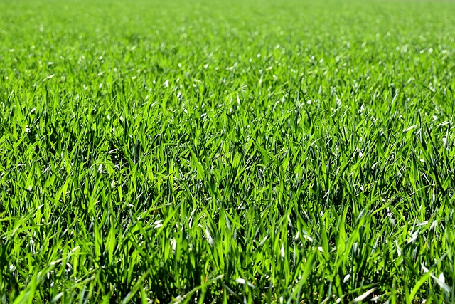 Blackbird standing on lush green lawn