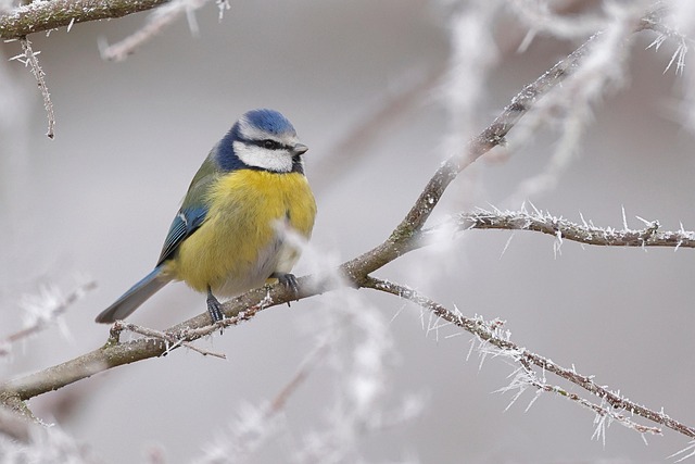 Blue tit clinging to feeder tube