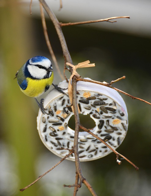 Blue tit feeding on caterpillars