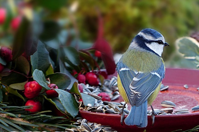 Blue tit feeding on caterpillars