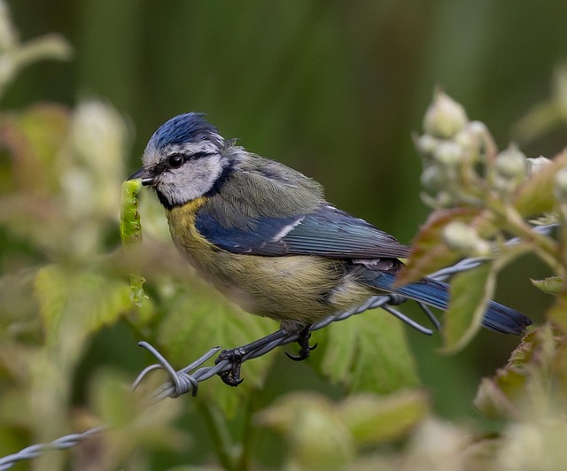 Blue tit feeding on caterpillars