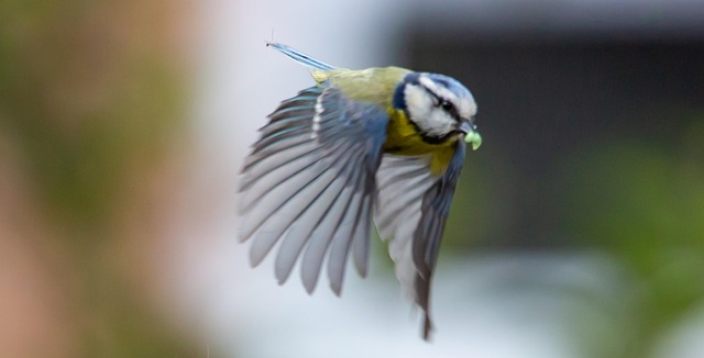 Nourish Migrants: Spring Foods to Attract Diverse Bird Species
