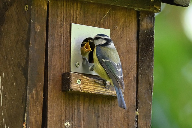 Blue tit feeding on hanging peanut feeder
