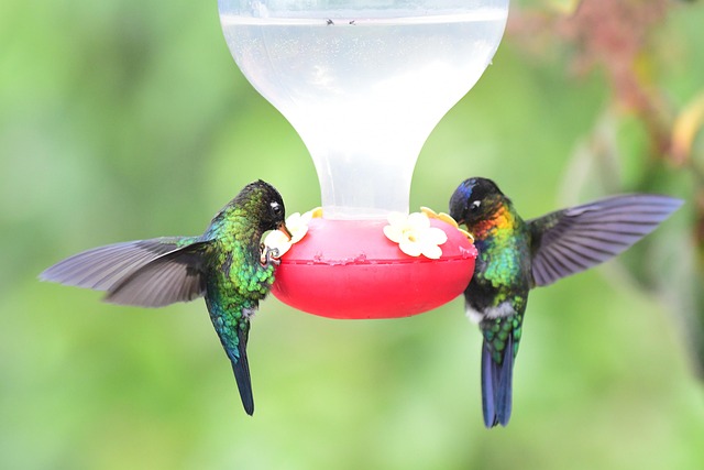 Blue tit feeding on hanging peanut feeder