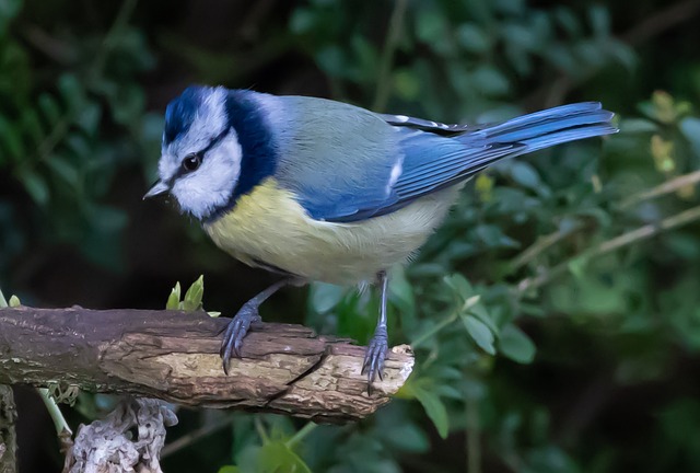 Blue tit feeding on hanging peanut feeder