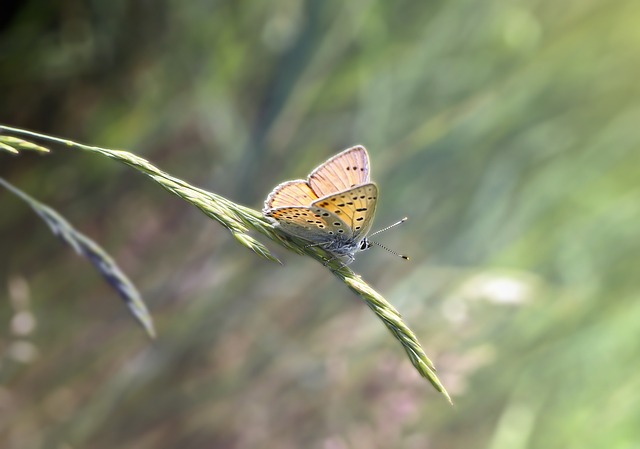 Blue tits enjoying fresh insects