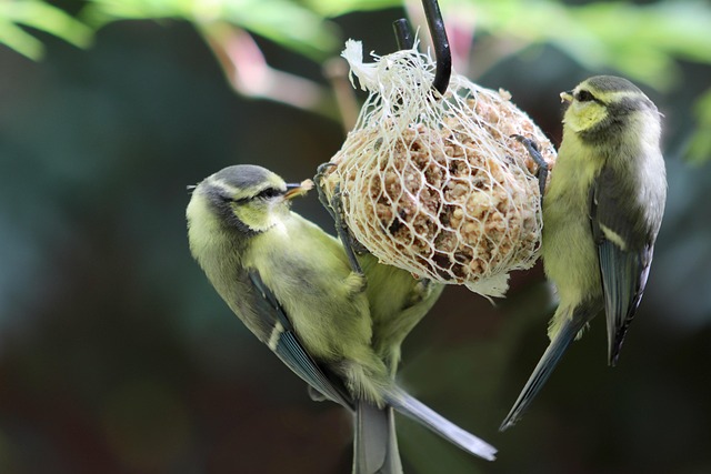 Blue tits enjoying fresh insects