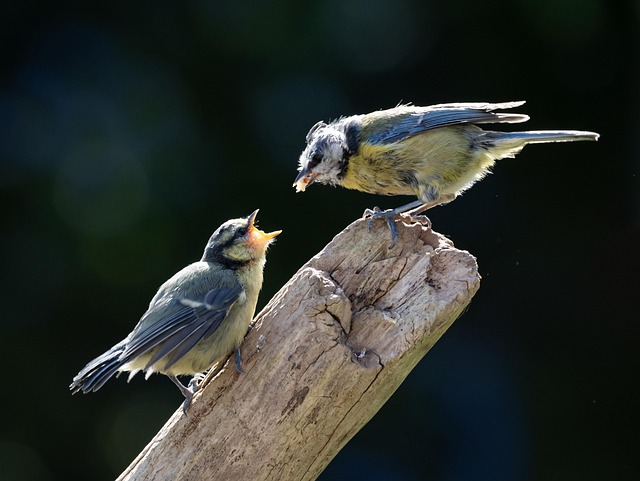 Blue tits enjoying fresh insects