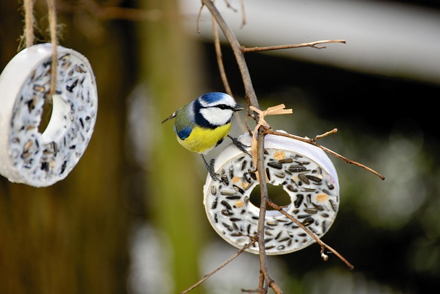Blue tits feeding on sunflower seeds