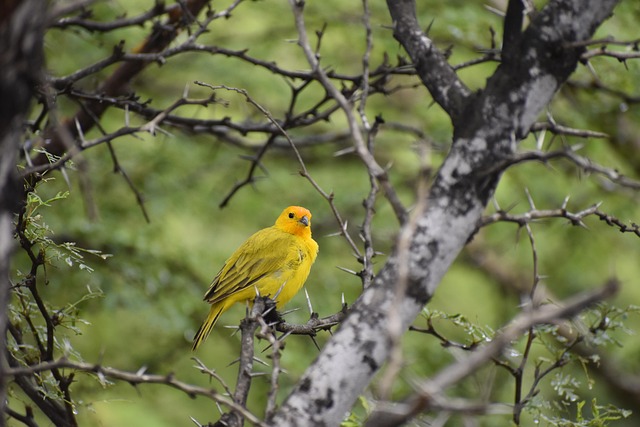 Bright yellow finch perched on mesh tube