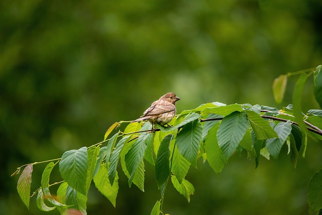 Bright yellow finch perched on mesh tube