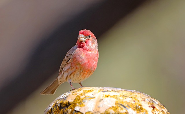 Bright yellow finch perched on mesh tube