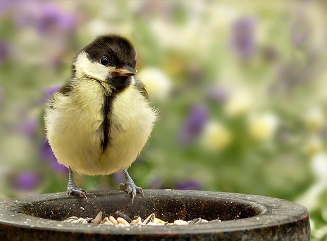 Bulk bird feed on garden table