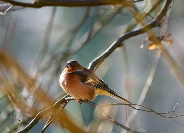 chaffinch-pecking-at-seed-tray-640x480-78215259.jpeg