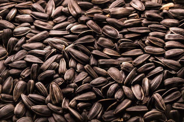 Clear bag of sunflower hearts seeds