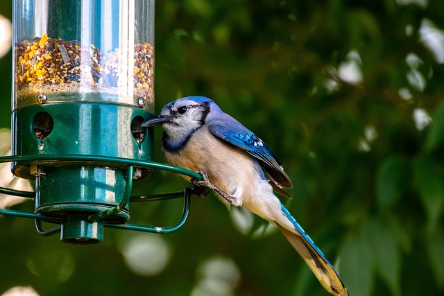 Clever baffle installed above hanging feeder