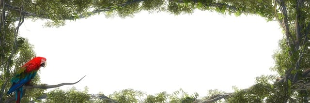 Click-and-collect bird food website banner