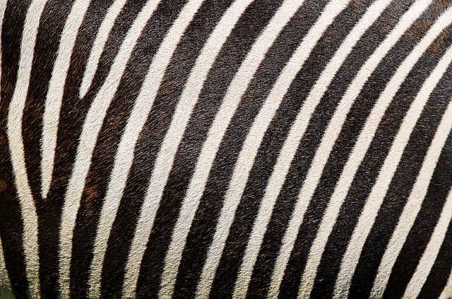 Close-up of bird seed texture UK