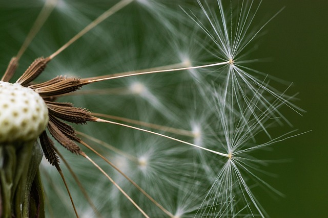 close-up-of-niger-seed-pile-640x480-3364337.jpeg