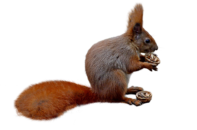 Close-up of squirrel being deterred feeder