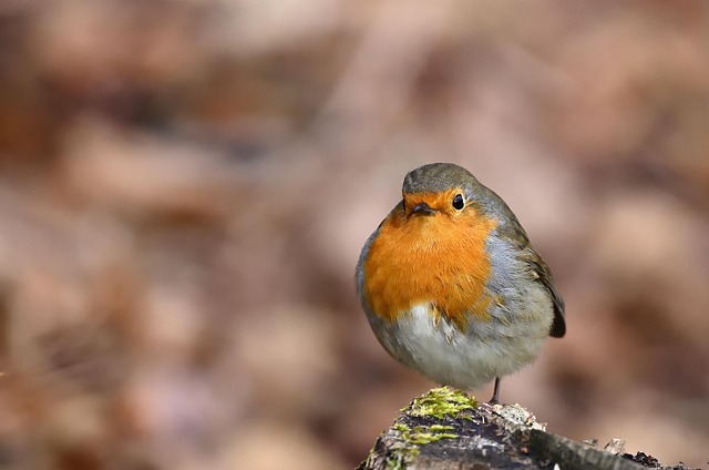 Close-up of suet feeder with robin