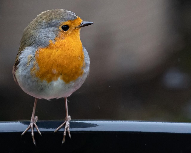 Close-up of suet feeder with robin