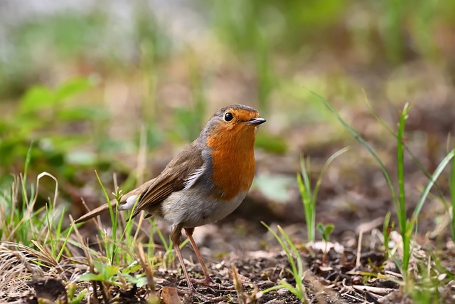 Close-up of suet feeder with robin