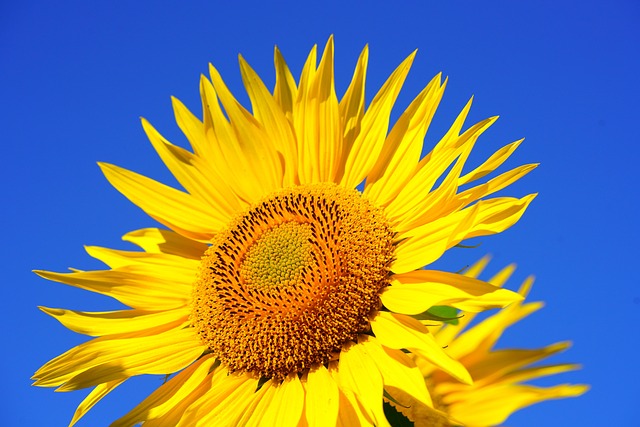Close-up of sunflower and millet seeds