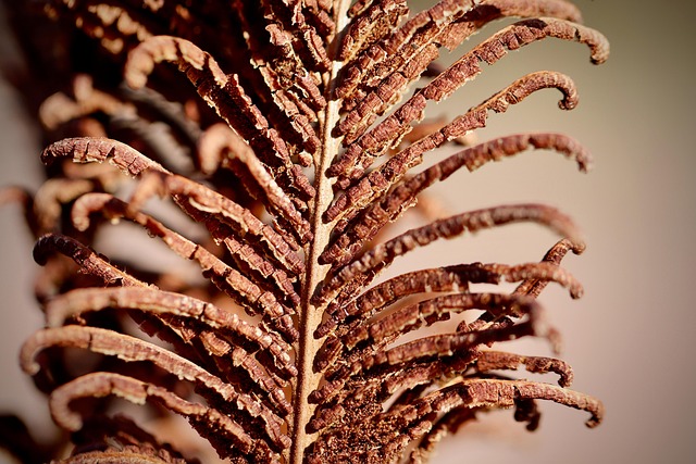 Mealworms for Birds: A Guide to Healthy Feeding