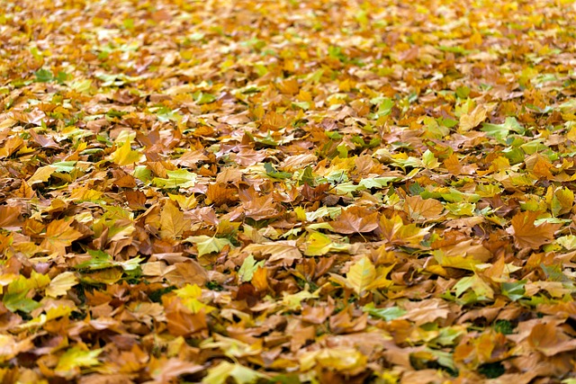 Colorful autumn leaves and feeders