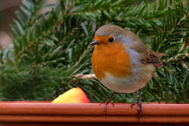 Colourful bird food mix in wooden bowl