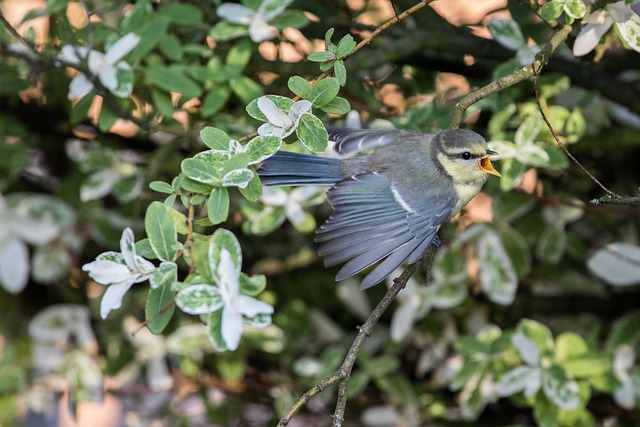 Optimize Small Bird Feeding Stations: Types, Location, Features