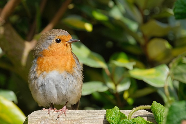 crushed-peanuts-for-garden-robins-640x480-10030275.jpeg