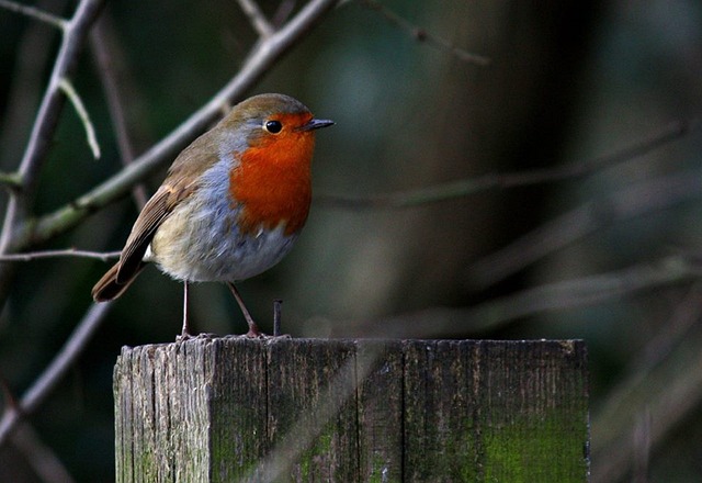 crushed-peanuts-served-for-garden-robins-640x480-43573188.jpeg
