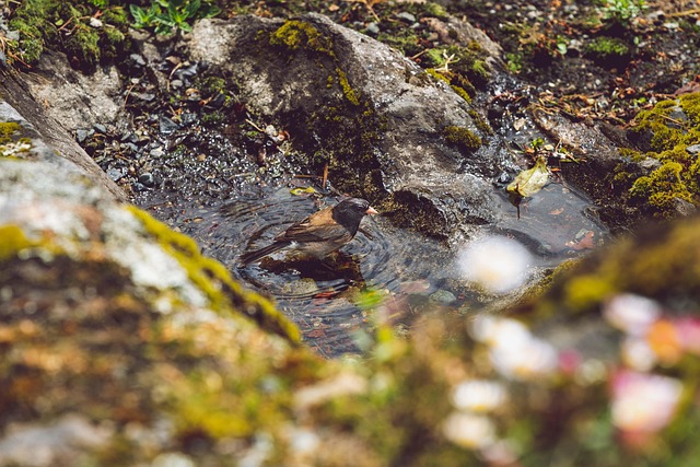 Decorative bird bath with blue tits bathing