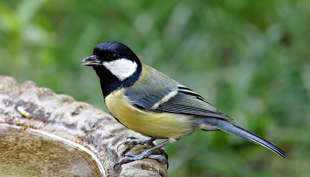 Decorative bird bath with blue tits bathing