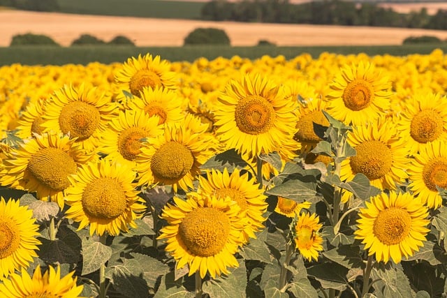 Detailed view of hulled sunflower hearts