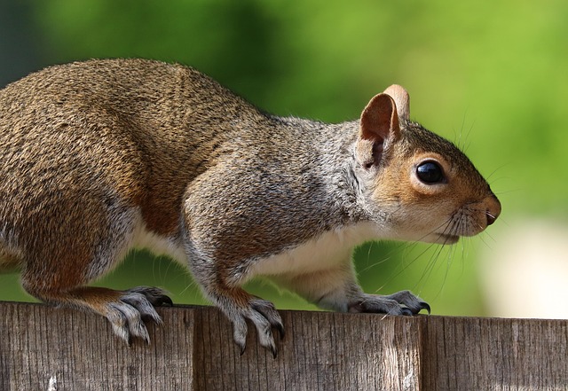 Dome-covered feeder deterring grey squirrel